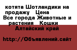 котята Шотландики на продажу › Цена ­ 5 000 - Все города Животные и растения » Кошки   . Алтайский край